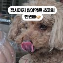 멍스타애견 네이버블로그