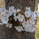 볼래로 문화거리 이미지