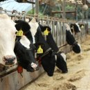 신선목장 2 이미지