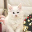 인천고양이분양 도레미캣 | 인천고양이분양 후기 많은 곳 가정환경에서 자란 아이들