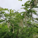 한라비발디 이팝나무 이미지