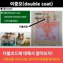 에스디애견미용학원