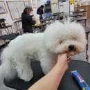 제이애견샵 이미지