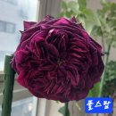 장미(폴스탑, 찰스다윈 ,로얄쥬빌리, 벨렌슈필) 4종 이미지