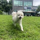 몽이애견 네이버블로그
