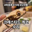 구구슈퍼 | [꼬물꼬물 됴] 나의 첫 파충류, 크레스티드 게코 수리 입양기