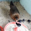 황실 토종닭 이미지