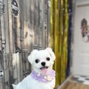 복이애견샵 이미지