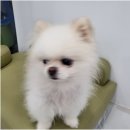 오키독키 네이버블로그