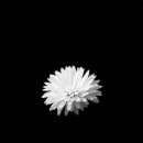 삼가-18 이미지