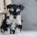 구산동강아지 이미지