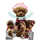 내돈내산 강아지 생파 :: 몽실이 10살 생일파티 후기