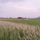 순천만습지 이미지