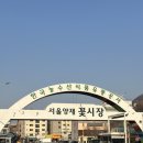 양재 꽃시장 화분 사왔당 가격 후기