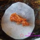 묵은지 삼겹살&매운갈비찜 이미지