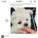 털찐친구들 이미지