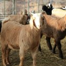 예천농장 이미지