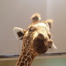 롯데프리미엄아울렛 동부산점 식당가 이미지