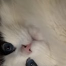 썬스크린골프 | 군마트 썬크림 , 썬쿠션 어떤게 좋은지 발라보았음!