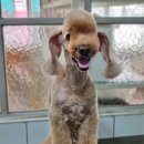 달이네 애견미용실 이미지