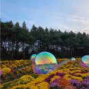 봉수대로 | 2025 드림파크 국화축제. 가을 힐링 여행지로 나들이 어때요?