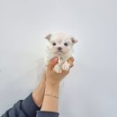 버디독 강아지분양 안심분양센터 김포점 이미지