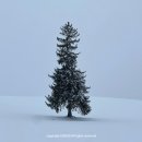 도그뷰티 | 겨울 삿포로 비에이 버스투어 코스 비교 추천 내돈내산 후기