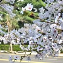 하천(충훈2교) 이미지