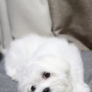 댕냥점빵 이미지