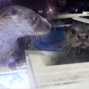 수달횟집 이미지