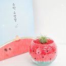 그림책 원예 활동 | 수박 속에서 놀아요 수박 수영장 그림책과 함께하는 오감 원예활동 여름원예수업
