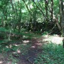 제주 봉개동 왕벚나무 자생지 이미지