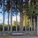 남원읍 토지식당 옆 | 1월 겨울 제주여행(2박3일)_3일차 더퍼스트70 호텔 조식, 카페 담소요, 숨겨진 동백꽃 명소(위미리 3760...