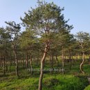 남송농원 이미지