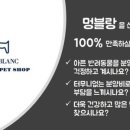 강아지분양 멍블랑 인천청라본점 이미지