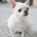 메이동물메디컬센터 이미지