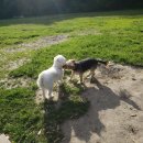 써니도그 이미지