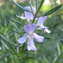 09월 20일/탄생화..로즈마리 이미지