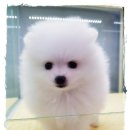 남지애견샵 이미지