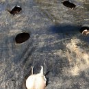 제일농약종묘사 이미지