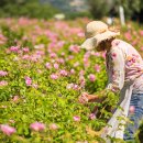 향수 농장 이미지