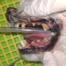 박물관옆동물병원 이미지