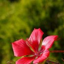 단풍잎부용꽃, 안동무궁화꽃, 팥꽃 이미지
