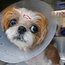 하루동물병원 이미지