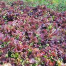 용염소농장 이미지