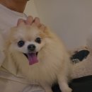 GS25원당대림점 | 영등포 애견 유치원 '으르렁대' 상담(240825) 및 첫 등원 후기(241004)