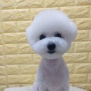 아이러브도그 이미지