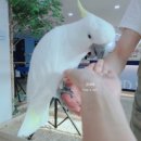 앵무새카페 이미지