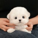 인천 강아지분양 고양이분양 미유펫 이미지