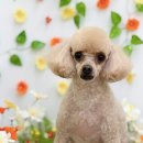 Grooming574 네이버블로그